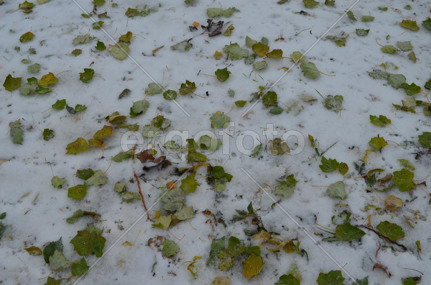 Листья на снегу