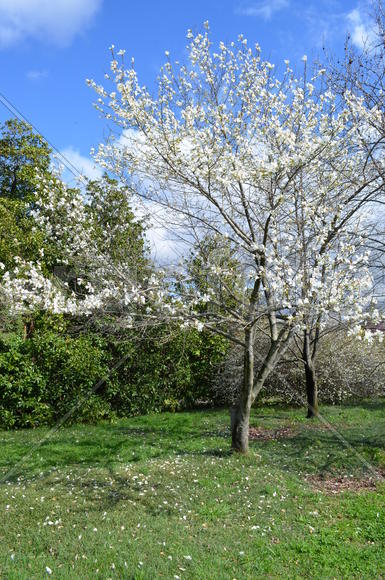 Цветущие дерево 