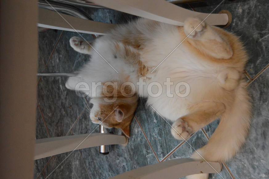 Домашние ухоженные кошки 