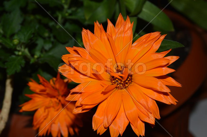 Распустившиеся бутоны комнатных растений 