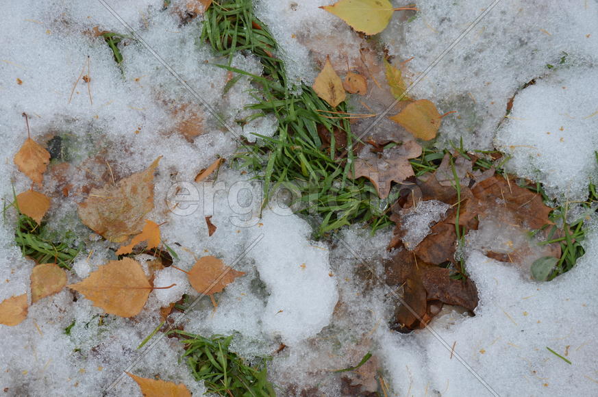 Первый снег на пожелтевшей осенней листве 