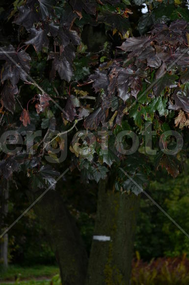 Старый клен