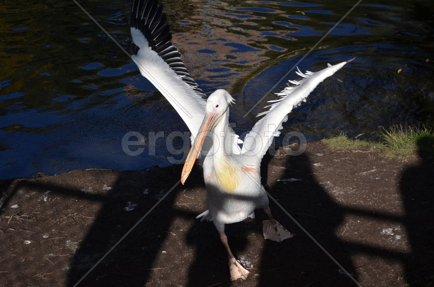 Пеликан у водоема 