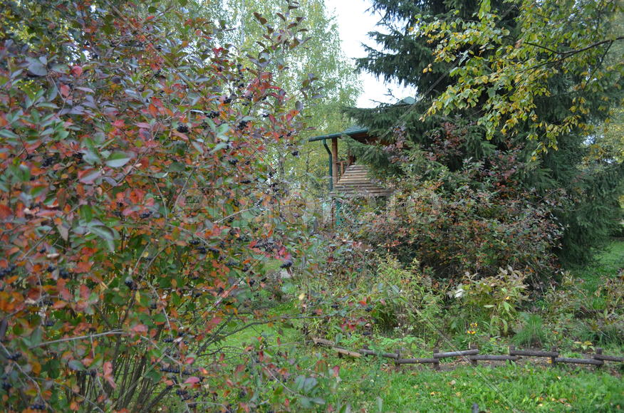 Куст рябины черной