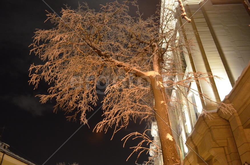 Липа в оранжевом свете