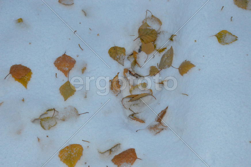 Желтые листья деревьев на белом снеге 