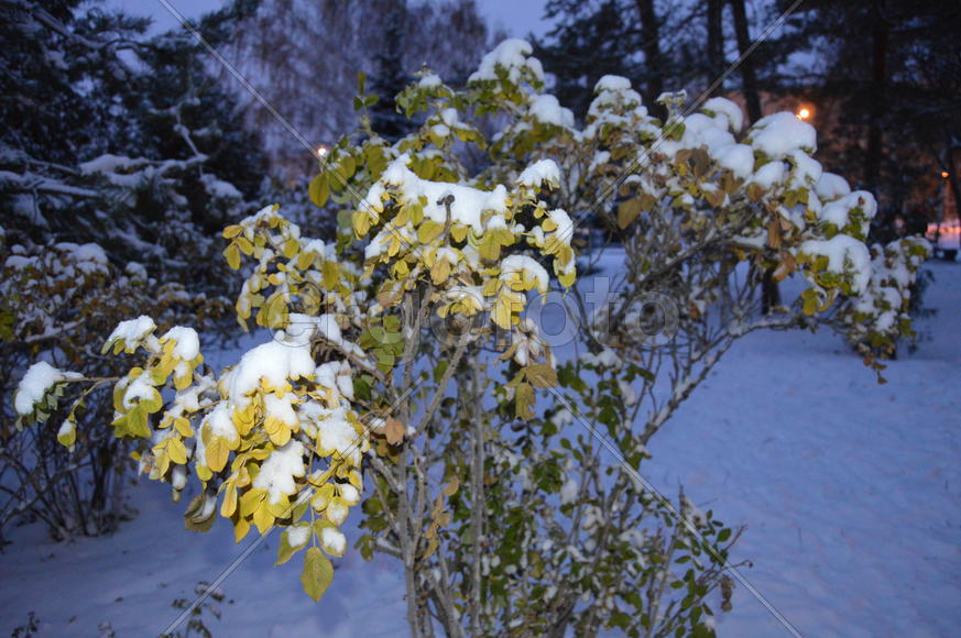 Казань. Заснеженные листья деревьев 