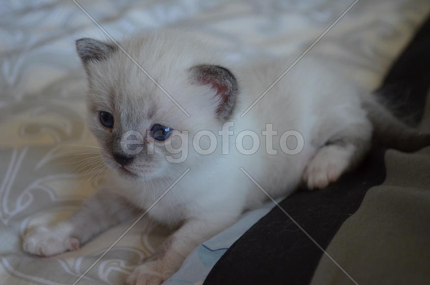 Голубоглазый котенок