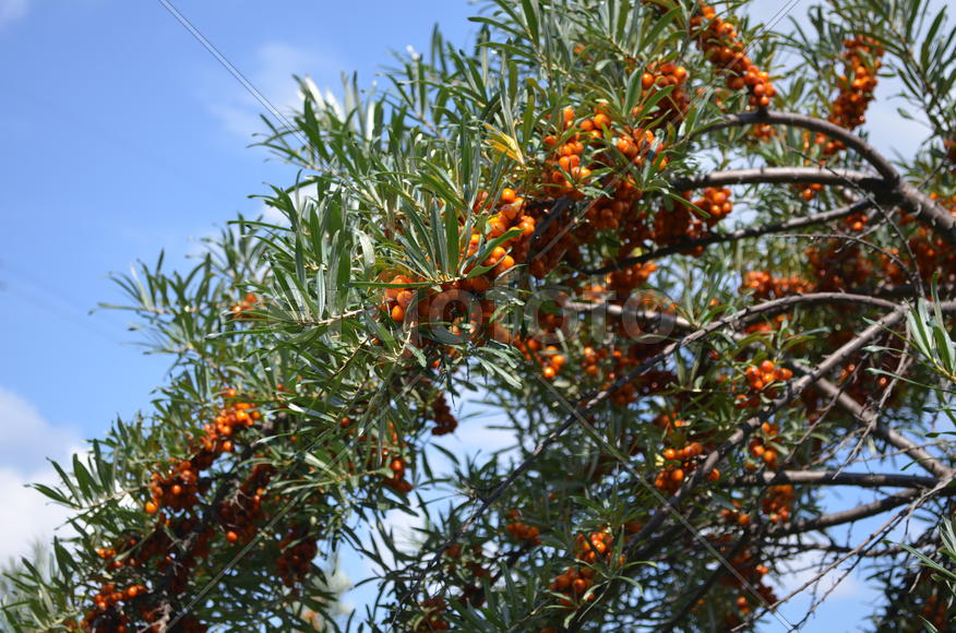 Облепииха (Hippóphae) сем.: Elaeagnaceae: оранжевые ягоды