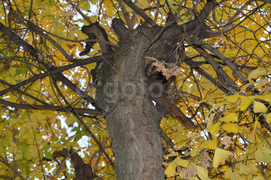 Золотая осень. Пожелтевшая листва ранней осени 