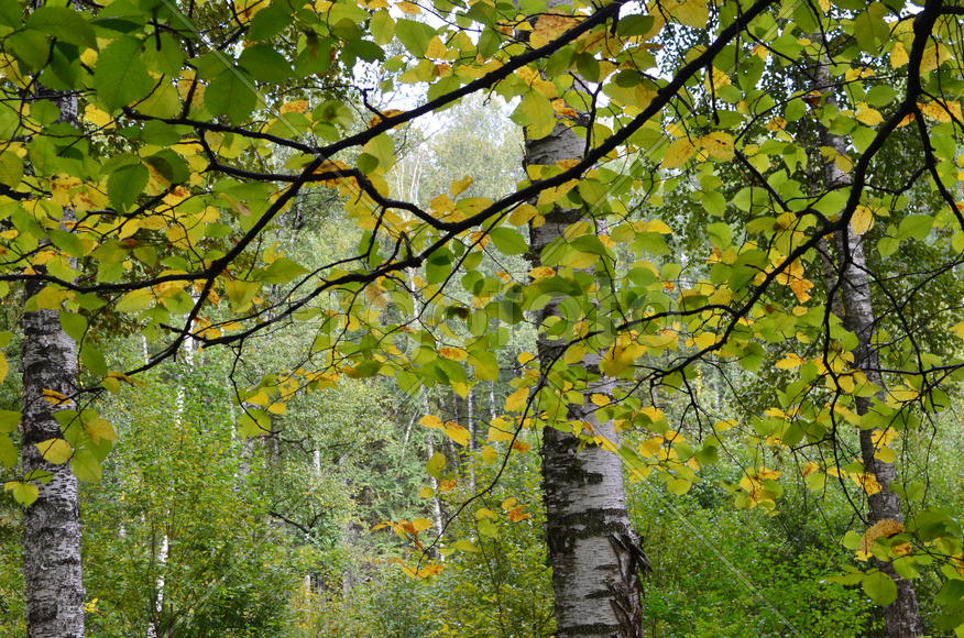 Пейзаж в чаще леса 