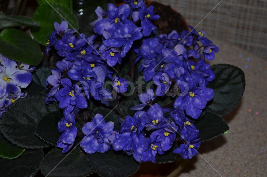 "Голубой Дунай". Декоративное растение