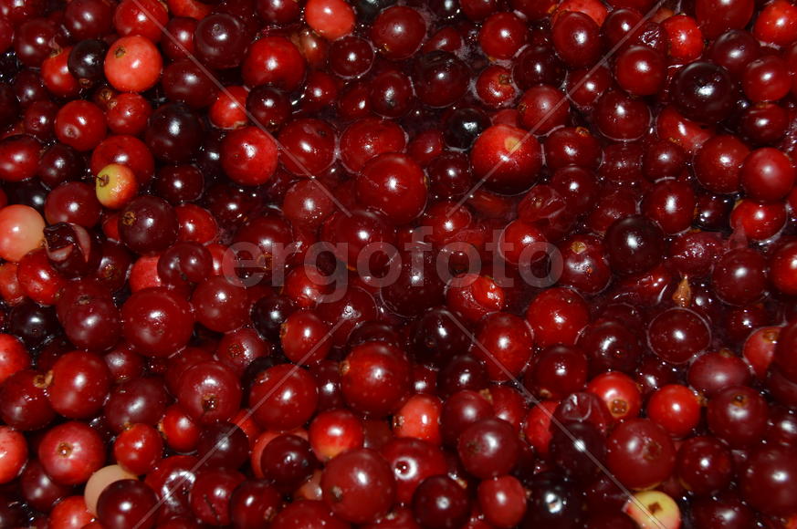 Ягоды калюквы