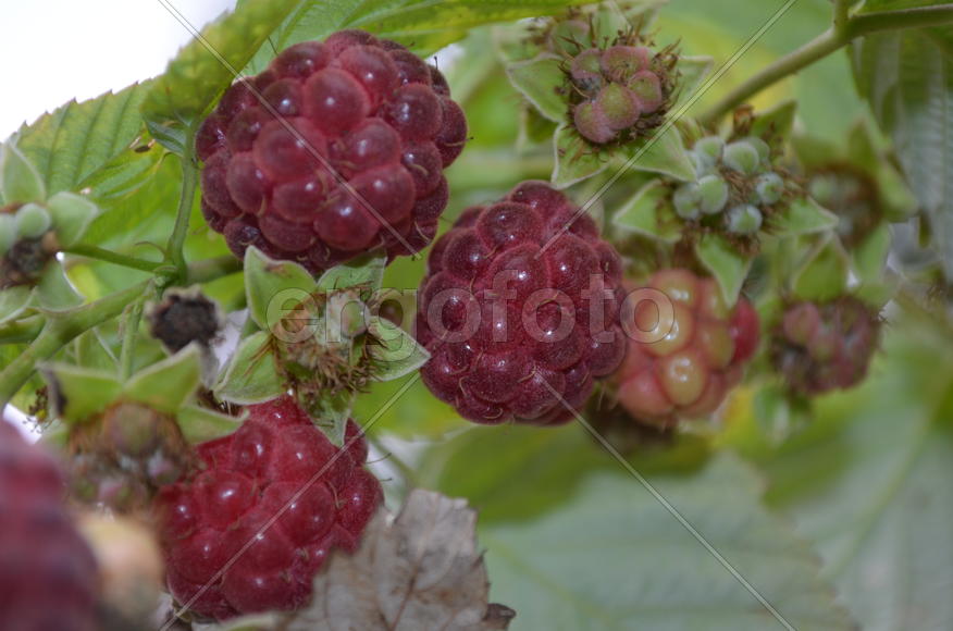 Ягоды малины на кусте 