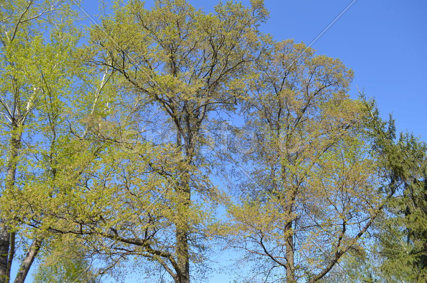 Зеленые кроны деревьев