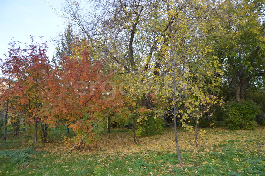 Пейзаж золотой осени в городском парке