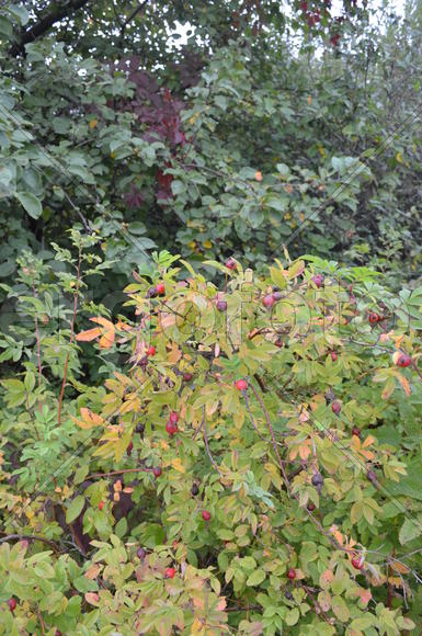 Дикие зеленые растения летом 