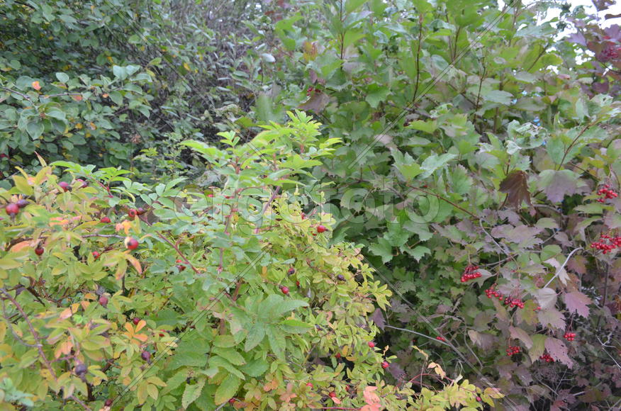 Дикие зеленые растения летом 