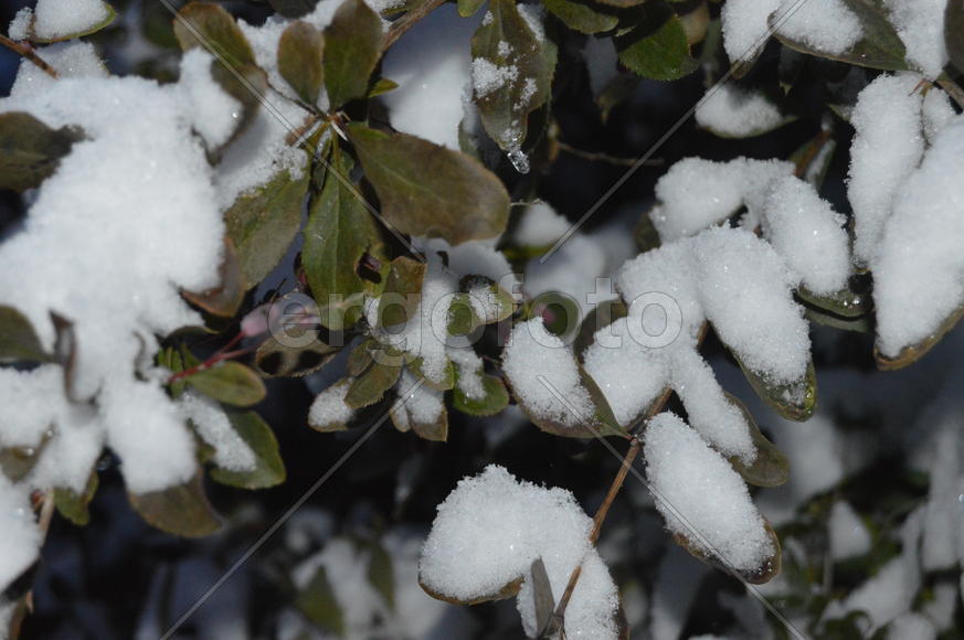 Казань. Заснеженные листья деревьев 