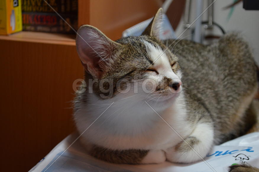 Серая короткошерстая кошка 