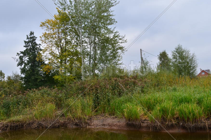 Деревья на берегу озера 