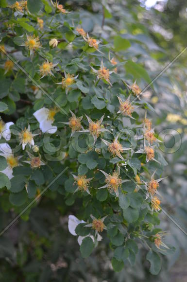 Лепестки облетели