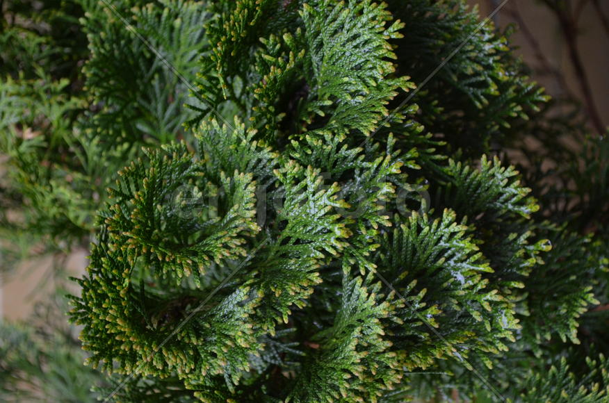 Листья туи свернувшиеся в кольцо