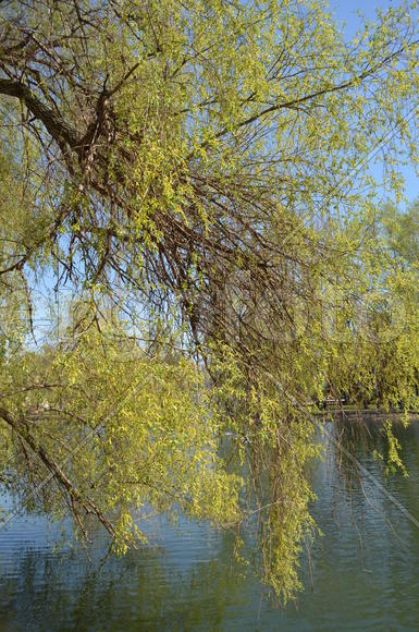 Молодая листва