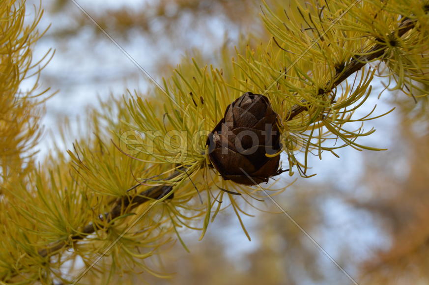 Золотая осень. Пожелтевшая листва осенью 