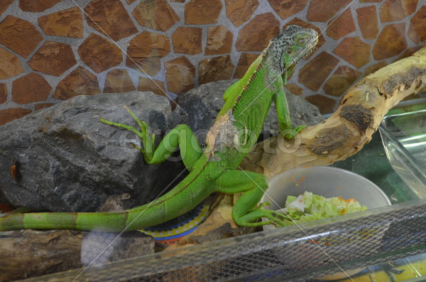 Молодая зеленая игуана в террариуме 