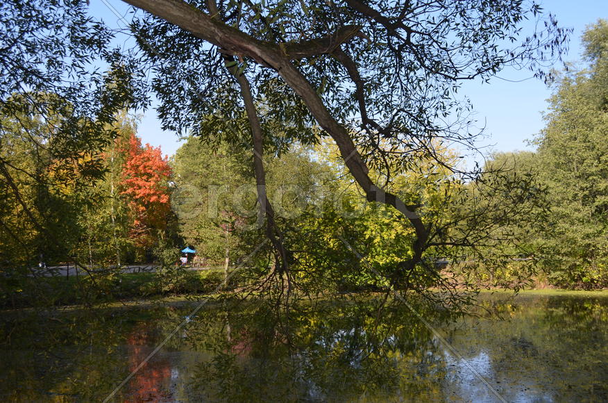 Вокруг пруда