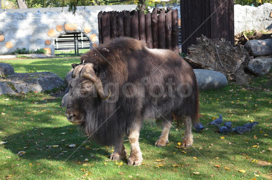 Крупный рогатый скот 