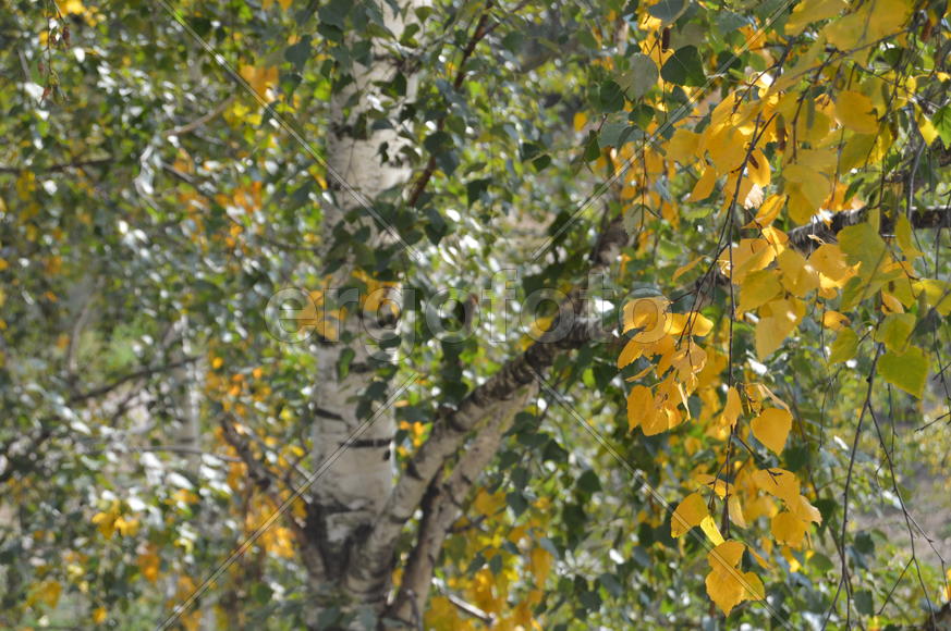 Пейзажи золотой осени в городе  и городских парках 
