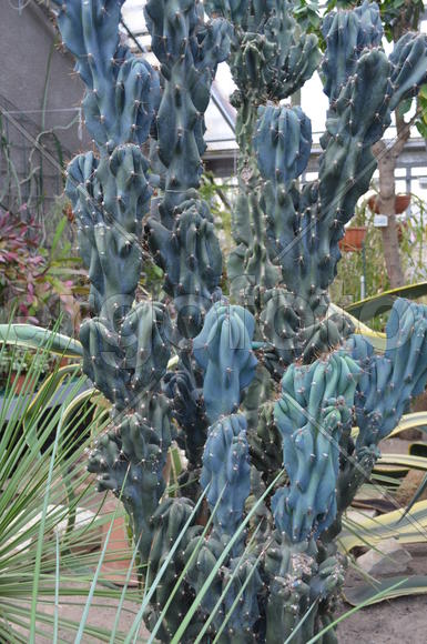 Разновидность кактусовых культур