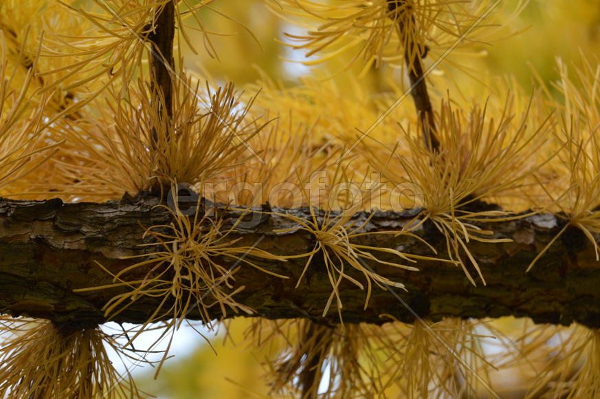 Золотая осень. Пожелтевшая листва осенью 