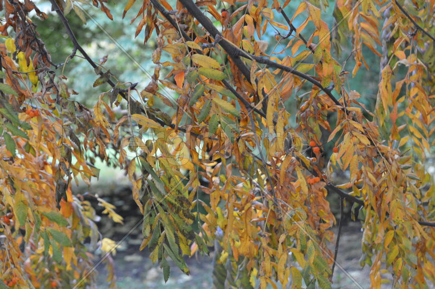 Золотая осень. Пожелтевшая листва ранней осени 