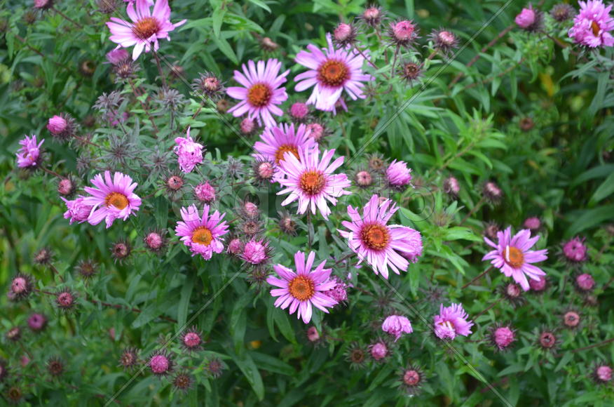 Розовая группа хризантем