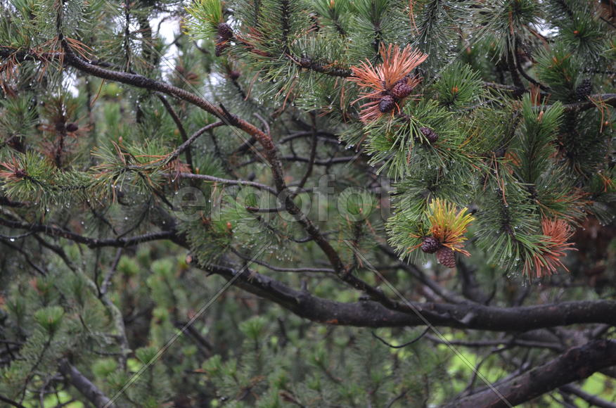 Сосна каменная