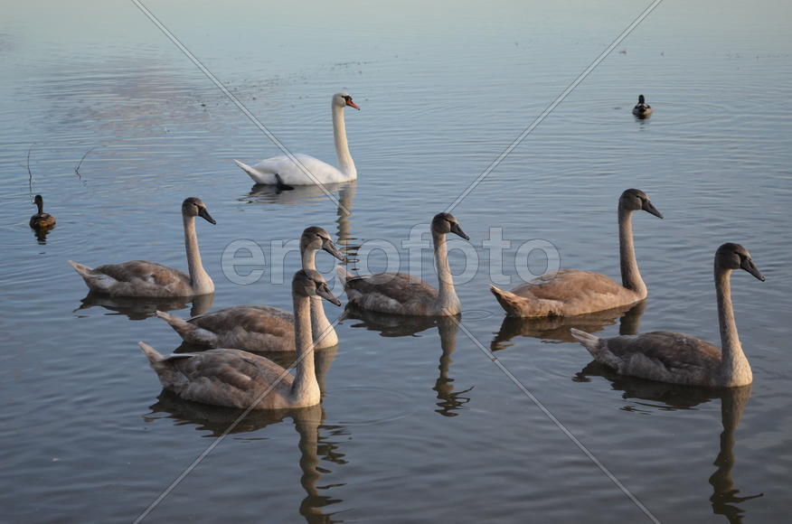 Дикие утки плавают по водоему 