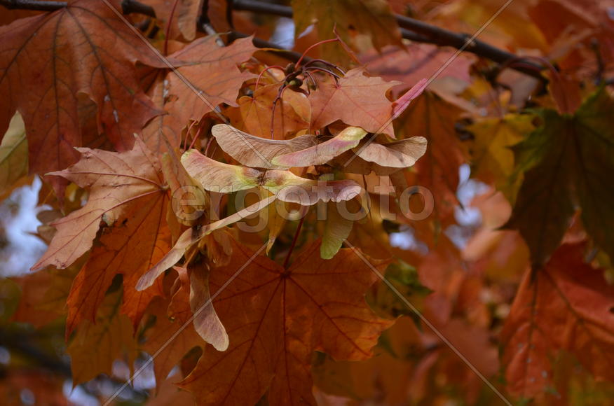 Клен плодоносящий