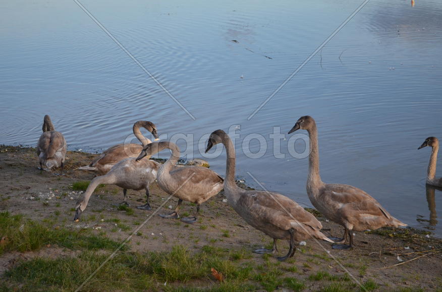 Дикие утки на берегу водоема 