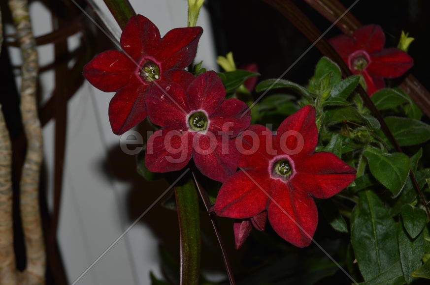 Распустившиеся бутоны комнатных растений 