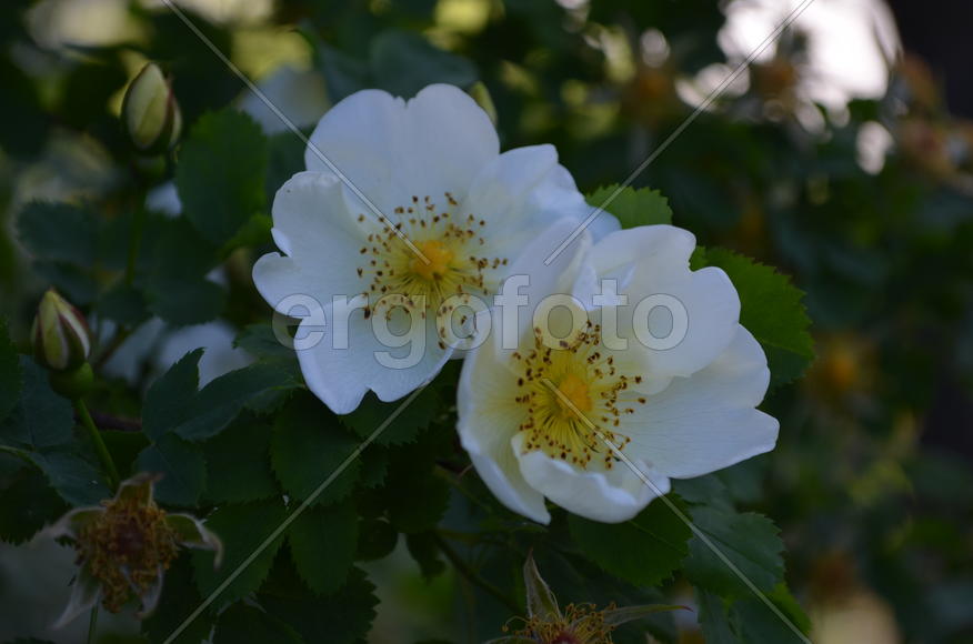 Два белых цветка на зеленом кусте