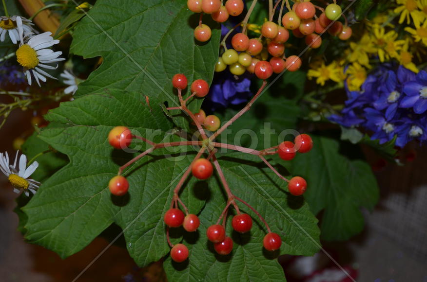 Красные ягоды в букете 