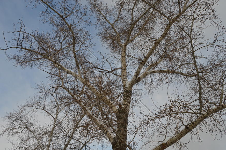 Крона тополя без листьев