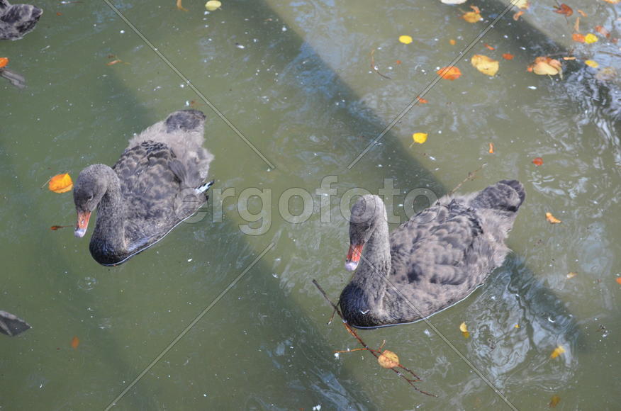 Серые утки плавают по воде 