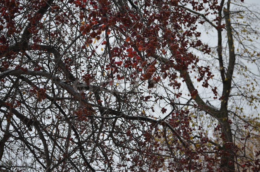 Рябиновые ветви