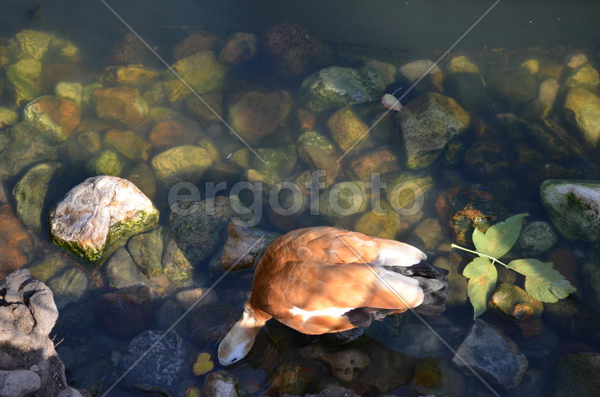 Дикая утка у берега 