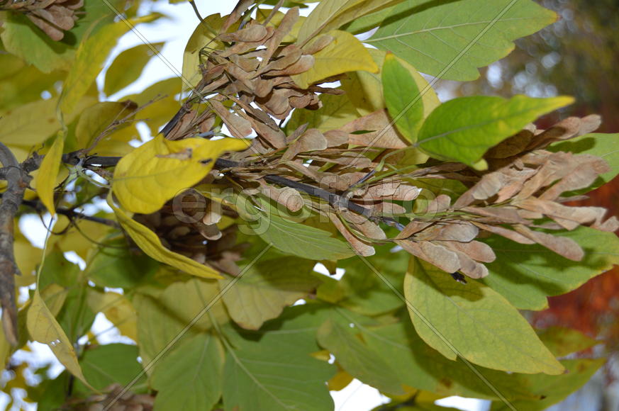 Золотая осень. Пожелтевшая листва ранней осени 