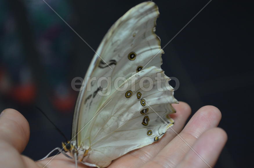 Казань: Парк бабочек